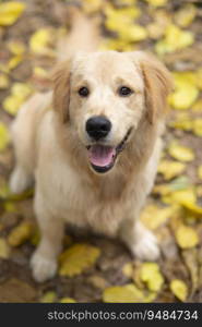 A HAPPY DOG LOOKING AT CAMERA WHILE SITTING OUTSIDE