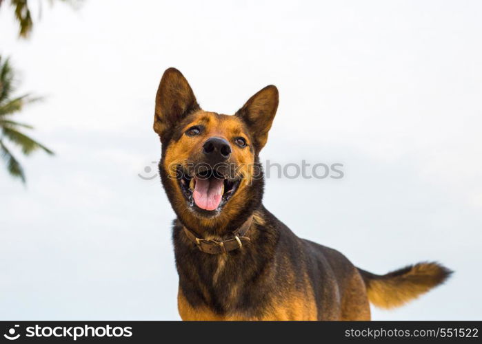 A happy dog playing at the beach. summer concept