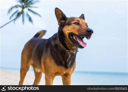 A happy dog playing at the beach. summer concept