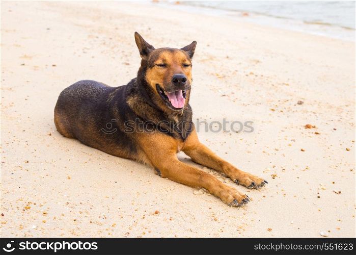 A happy dog playing at the beach. summer concept