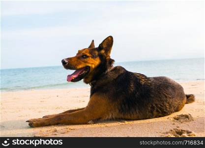 A happy dog relaxing on the beach. Sea and summer concept