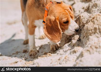 A happy dog walks in nature.. Beagle on a summer walk 4233.