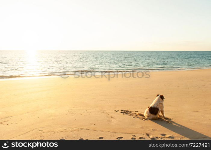 A happy native dog sunbathing on a sunset beach, rear view of a happy dog lying as sunbathing on the beach at sunset.