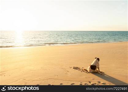 A happy native dog sunbathing on a sunset beach, rear view of a happy dog lying as sunbathing on the beach at sunset.