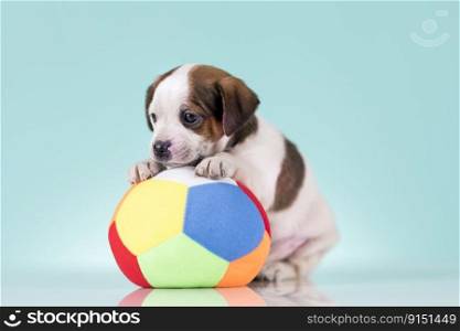 A happy puppy is playing with a ball