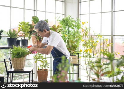 A happy senior asian retired man spraying and watering tree  enjoys  leisure activity at home. Happy senior asian retired man spraying and watering tree  enjoys  leisure activity at home