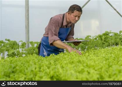 A happy senior farmer working using tablet in hydroponic greenhouse farm, clean food and healthy eating concept. Happy senior farmer working using tablet in hydroponic greenhouse farm, clean food and healthy eating concept