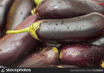 A harvest of fresh black eggplant with stems and water drops closeup, healthy food