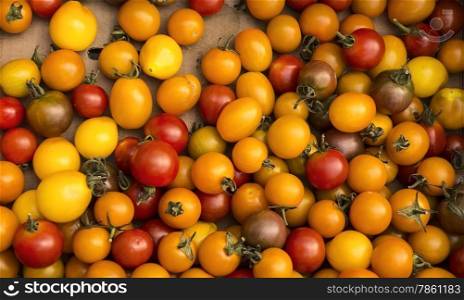 A harvest of ripe red and yellow cherry tomatoes lie in a box after the harvest on an organic farm in Washington State