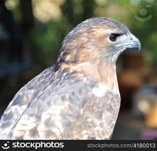 a Hawk , close up