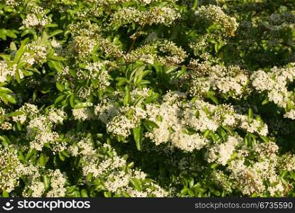A Hawthorn bush in full Spring flower