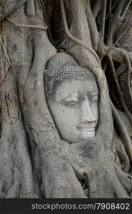 A Head of the Buddha at the Wat Mahathat Temple in City of Ayutthaya in the north of Bangkok in Thailand, Southeastasia.
