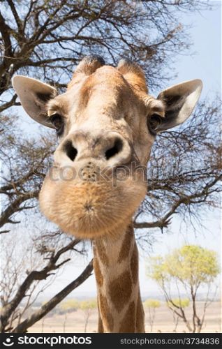 A head shot of a giraffe looking straight into the camera