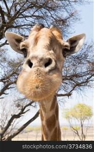 A head shot of a giraffe looking straight into the camera