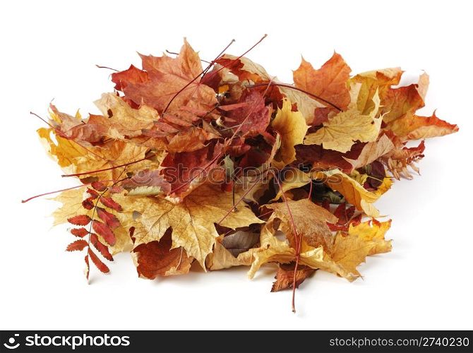 A heap of different autumn leaves on white