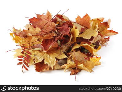 A heap of different autumn leaves on white