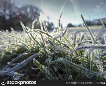 A heavy frost covers blades of grass backlight by winters sunshine