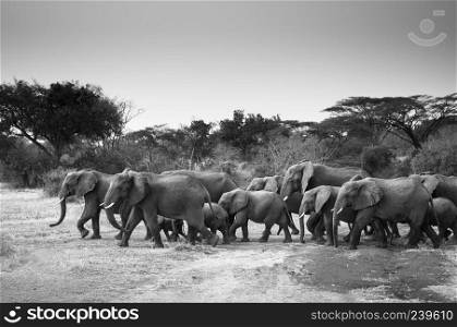 A herd of  African elephant walking across the dirt road in Serengeti national park.