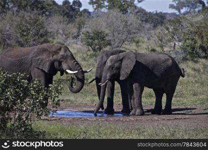 A Herd of African Elephants With big Ears Tusks and Trunks are Standing Close Together at a Waterhole Drinking and Playing With the Water in the Heat of the dry Savanna at the Kruger National Park in South Africa