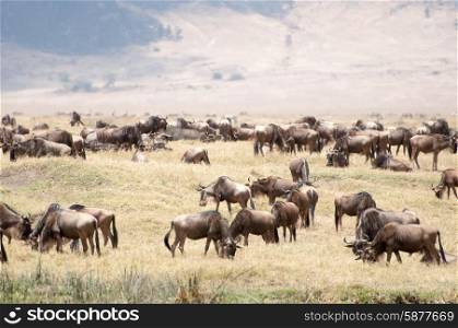 A herd of blue wildebeest graze on the drying grass inside the Ngorongoro Crater in Tanzania, in the background is the rim of the crater clearly visible.