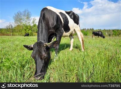 A herd of cows graze on a meadow.. A herd of cows graze on a meadow