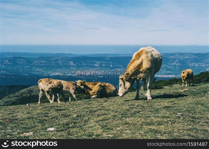 A herd of cows grazing on a green meadow in the heights