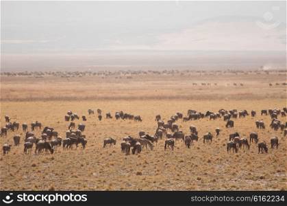 A herd of gnu graze on the vegetation in the dry grassland of the Ngorongoro Crater.