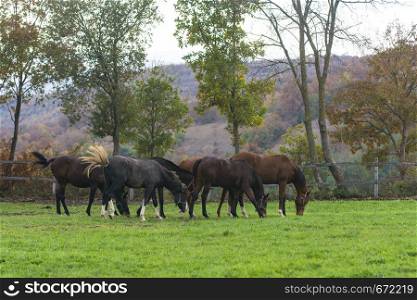 A herd of horses grazing on a farm in Turkey