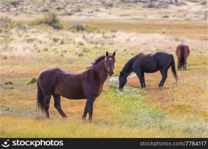a herd of horses in a autumn meadow