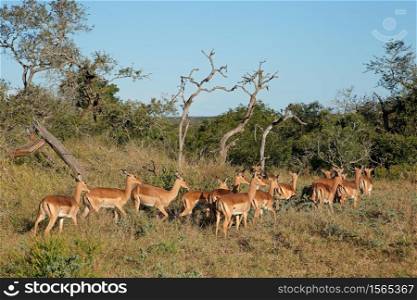 A herd of impala antelopes (Aepyceros melampus), Mkuze game reserve, South Africa