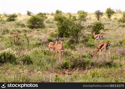 A herd of Impala antelopes seen in the savannah during a safari at Tsavo East Park in Kenya in Africa