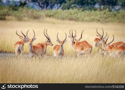 A herd of Lechwes looking around in the Okavango Delta, Botswana.