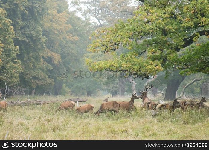 A herd of red deer, Cervus elaphus in autumn with stag and hinds