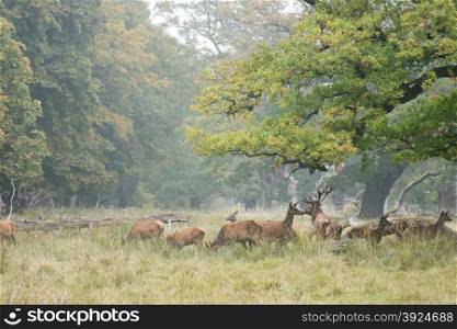 A herd of red deer, Cervus elaphus in autumn with stag and hinds