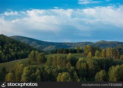 A herd of sheep in the Altai mountains. Beautiful mountain summer landscape view: green meadows, blue sky, purity air.. A herd of sheep in the Altai mountains.