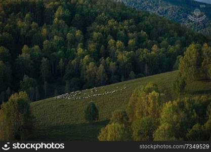 A herd of sheep in the Altai mountains. Beautiful mountain summer landscape view  green meadows, blue sky, purity air.. A herd of sheep in the Altai mountains.