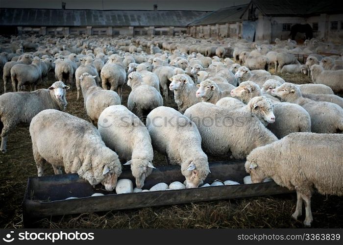 A herd of sheeps in the rural farm