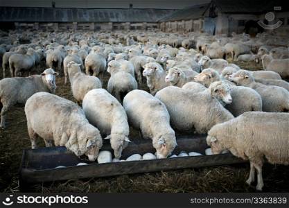 A herd of sheeps in the rural farm