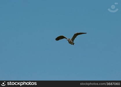 A heron flying with a clear blue sky