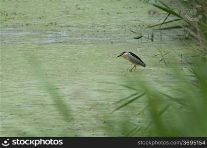 A heron hunting in the algae
