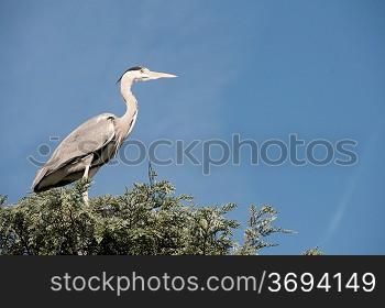 A heron in a tree