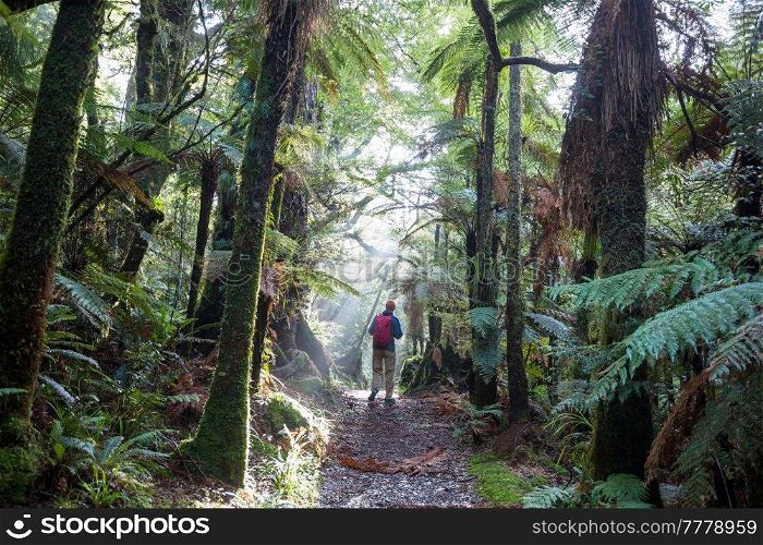 A hiker walks through a beautiful rain forest in New Zealand