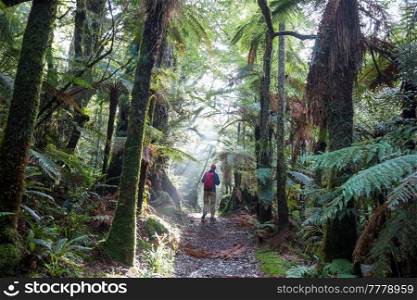 A hiker walks through a beautiful rain forest in New Zealand