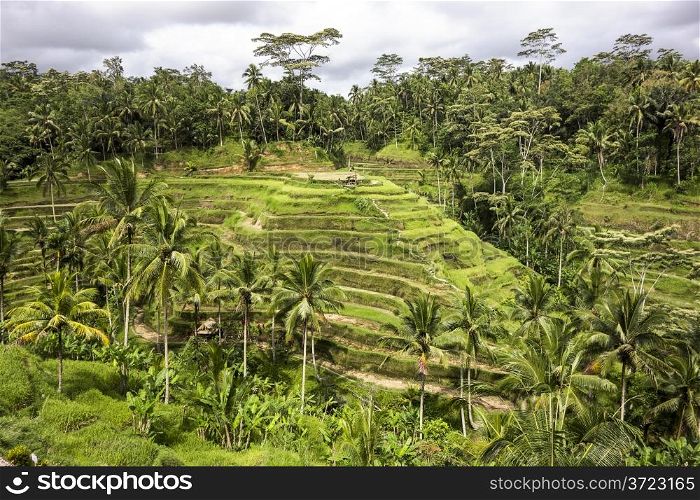A hillside farm on the island of Bali in Indoneisa with rice paddies built in terraces that follow the contours of the hill.