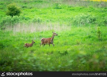 A hind and a young red deer running through a meadow, spring view