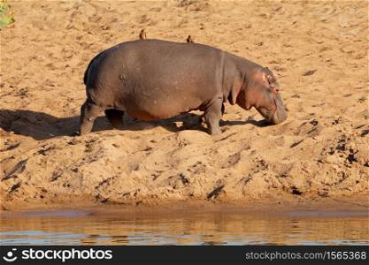A hippo (Hippopotamus amphibius) walking on land, Kruger National Park, South Africa