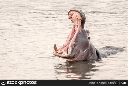 A hippo in a large lake of water opens it&rsquo;s mouth as wide as possible to give a huge yawn, revealing all it&rsquo;s teeth.