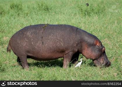 A hippopotamus grazes on lush green grass during the day with a cattle egret walking along.