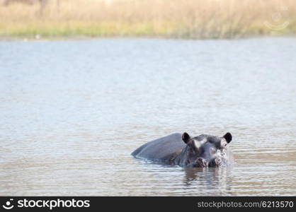 A hippopotamus lies in the water of a lake while looking at the viewer.