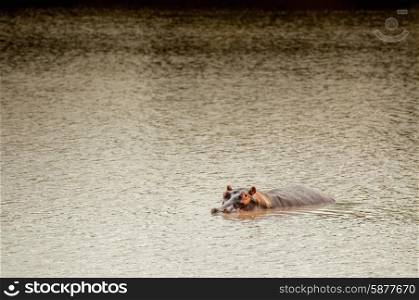 A hippopotamus lies in the water of a lake with most of it&rsquo;s body under water as it tries to protect itself from the sun.
